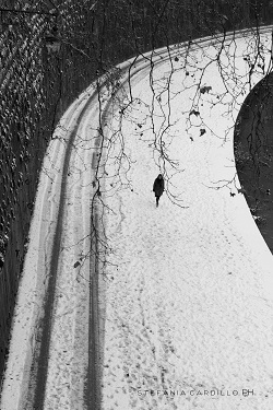 Neve a trastevere